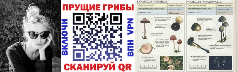 закладка  Красногорск  Псилоцибиновые грибы Psilocybine cubensis 